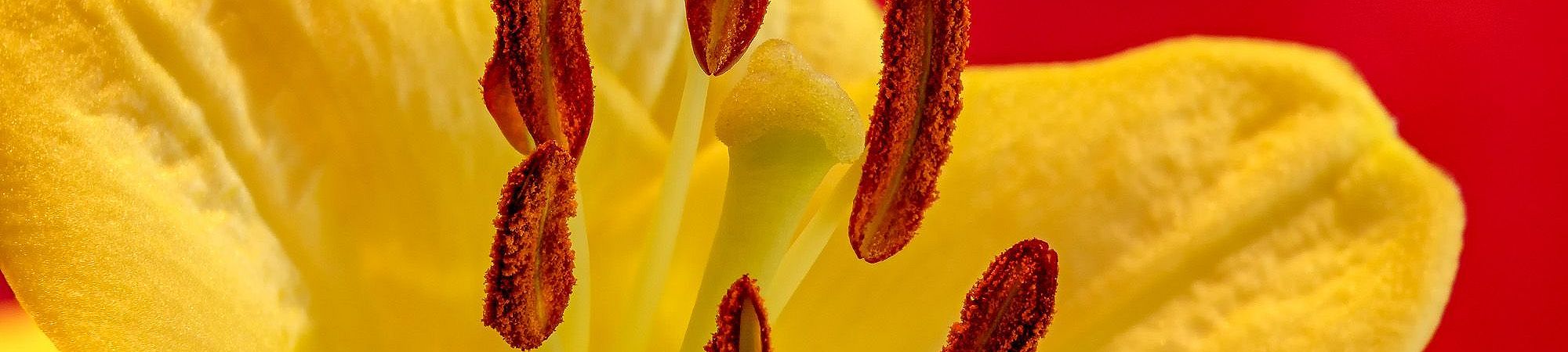 Macro in Red and Yellow Macro in Red and Yellow photography