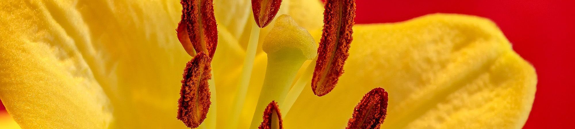 Macro in Red and Yellow photography