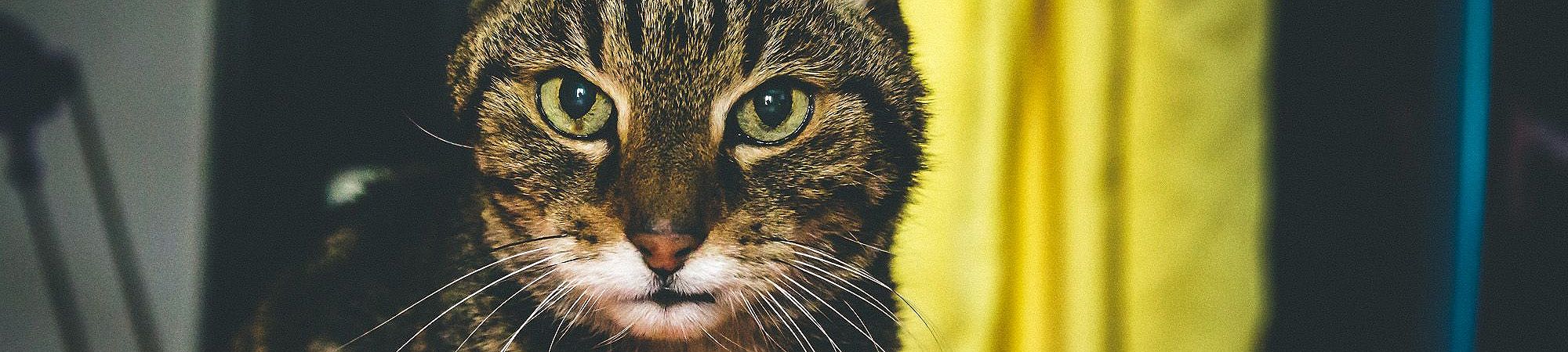Horus, old boy Horus, old boy photography