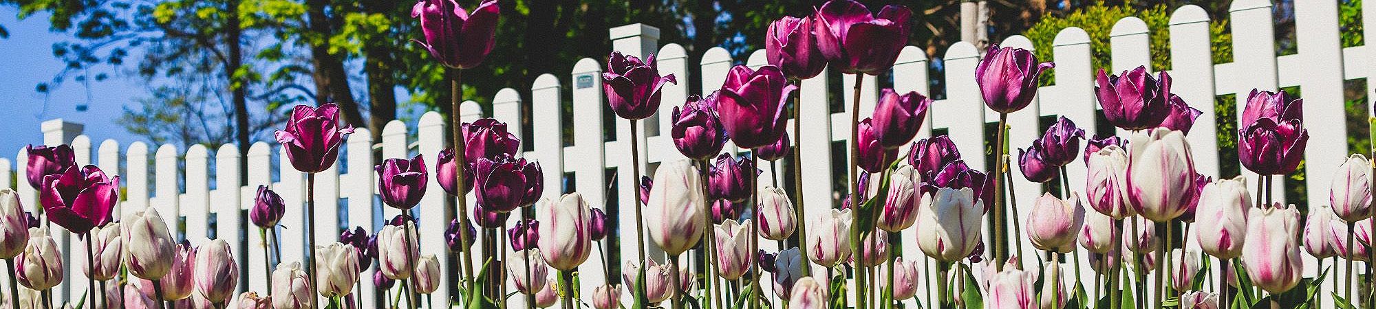 Flower Fence photography