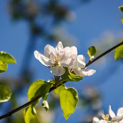 Cherry Blossom photography