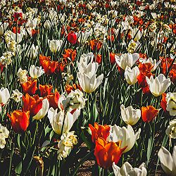Tulip Sea photography