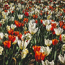 Tulip Sea photography