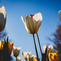 Tulips photography